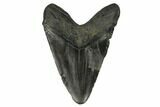 Bargain, Fossil Megalodon Tooth - South Carolina #122533-2